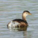 Australasian Grebe (Tachybaptus novaehollandiae), Alice Springs Sewage Ponds © Dorothy Latimer
