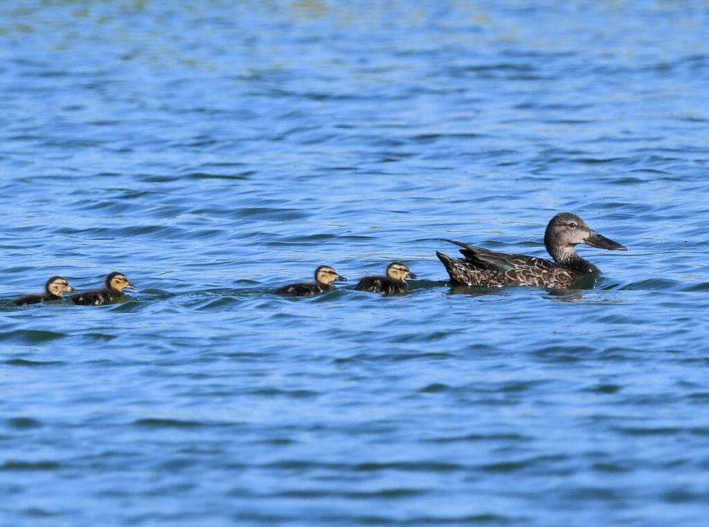 Australasian Shoveler (Spatula rhynchotis), Alice Springs Sewage Ponds, NT © Dorothy Latimer