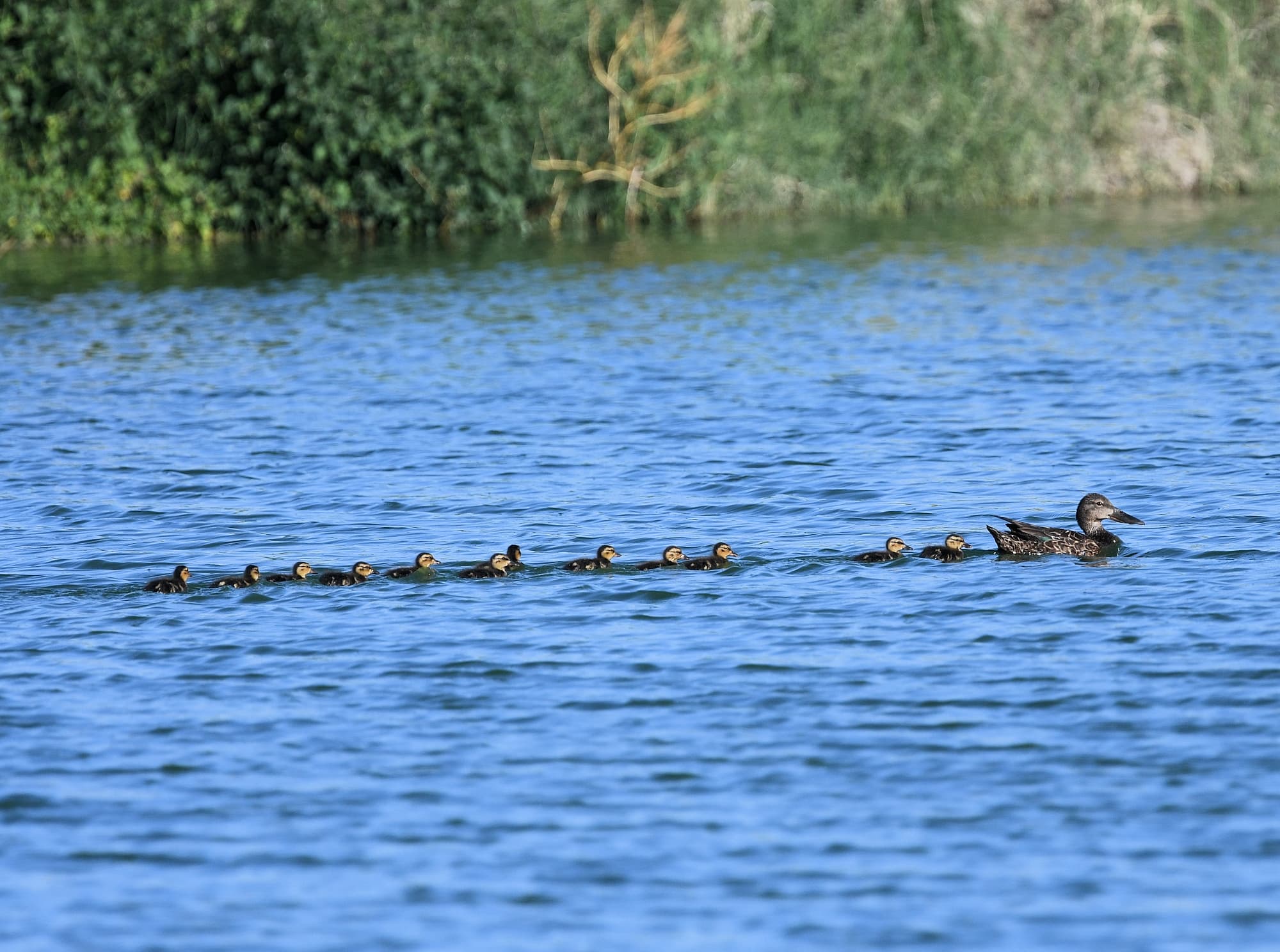 Australasian Shoveler (Spatula rhynchotis), Alice Springs Sewage Ponds, NT © Dorothy Latimer