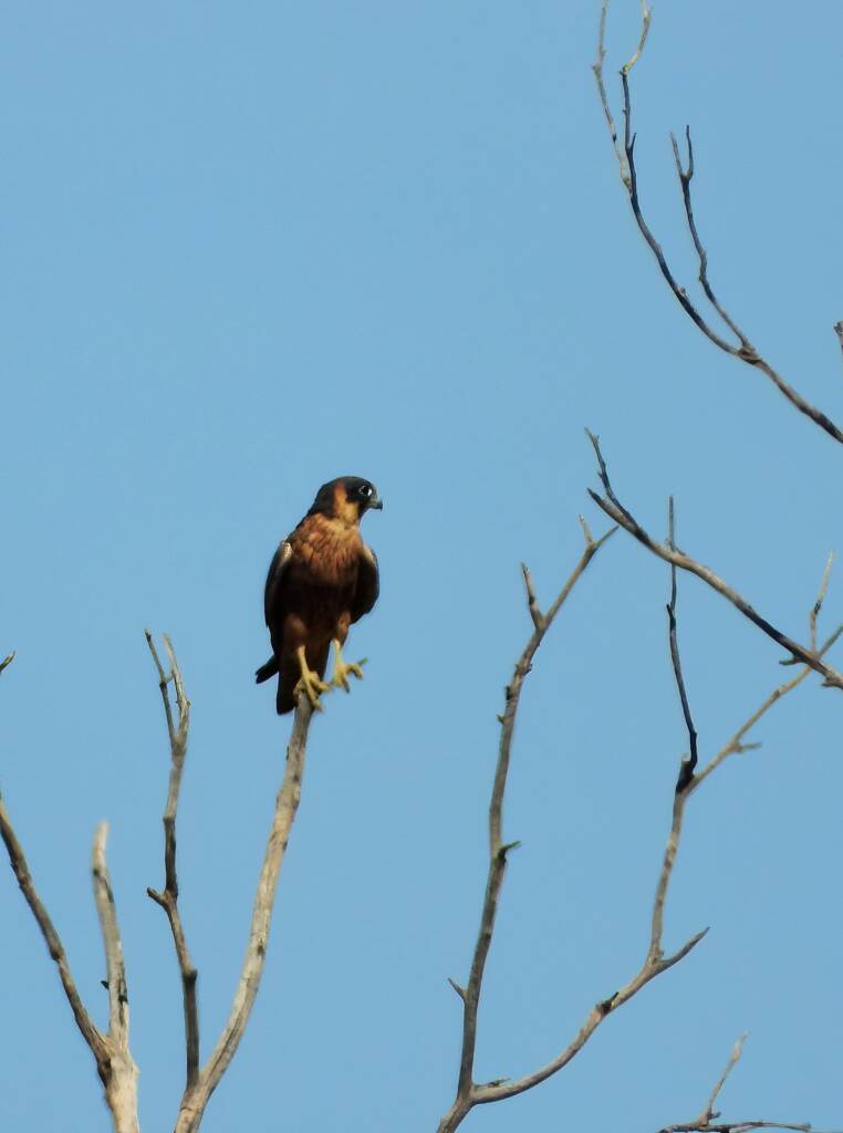 Australian Hobby (Falco longipennis), Alice Springs Sewage Ponds © Dorothy Latimer