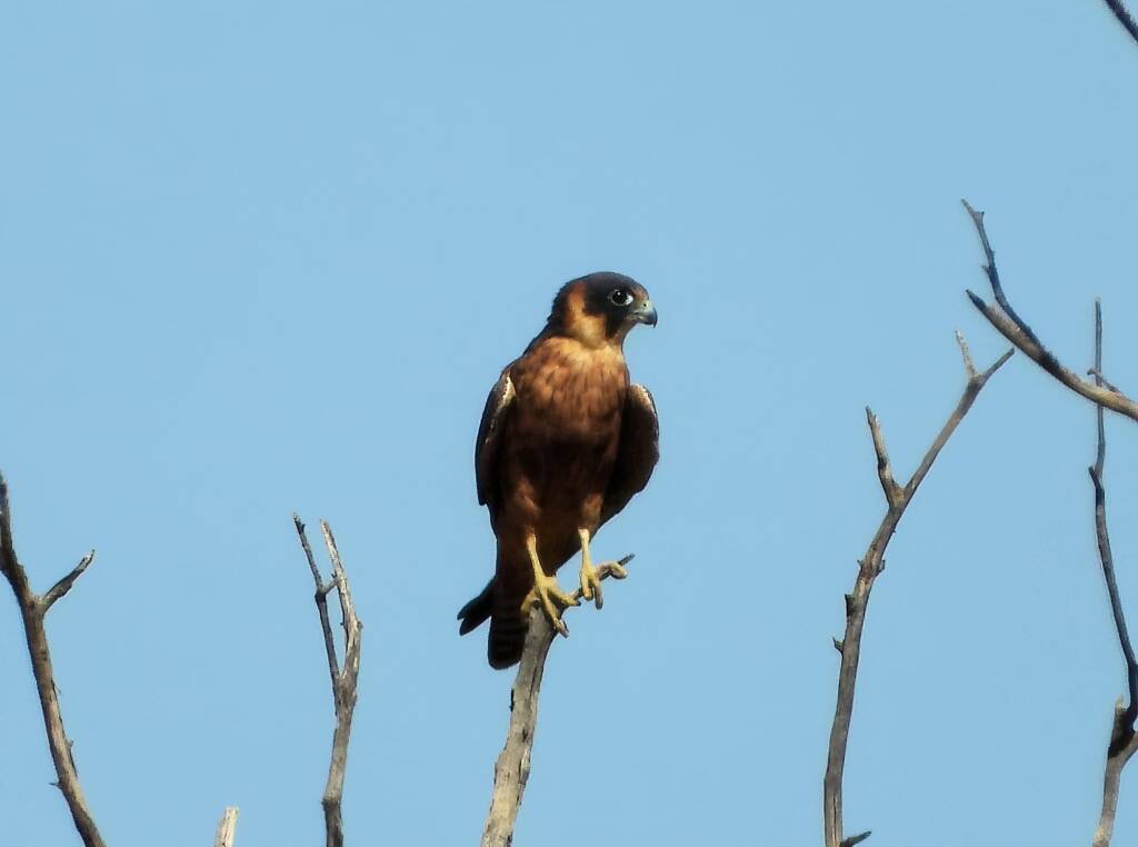 Australian Hobby (Falco longipennis), Alice Springs Sewage Ponds © Dorothy Latimer