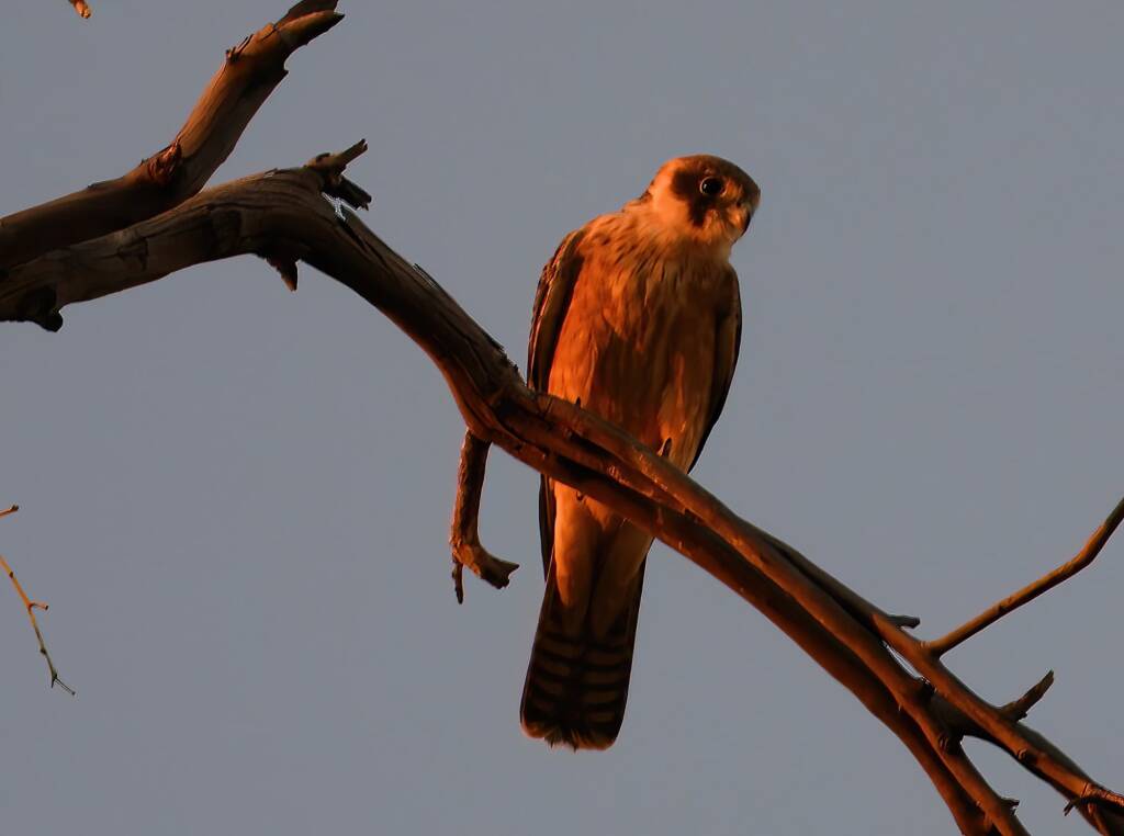 Australian Hobby (Falco longipennis), Owen Springs Reserve NT © Dorothy Latimer