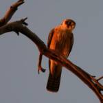 Australian Hobby (Falco longipennis), Owen Springs Reserve NT © Dorothy Latimer