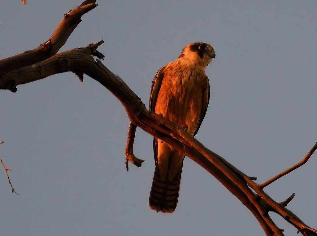 Australian Hobby (Falco longipennis), Owen Springs Reserve NT © Dorothy Latimer