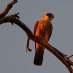 Australian Hobby (Falco longipennis), Owen Springs Reserve NT © Dorothy Latimer