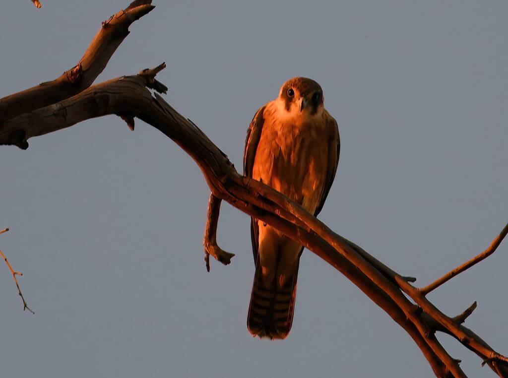 Australian Hobby (Falco longipennis), Owen Springs Reserve NT © Dorothy Latimer