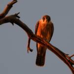 Australian Hobby (Falco longipennis), Owen Springs Reserve NT © Dorothy Latimer