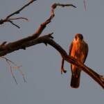 Australian Hobby (Falco longipennis), Owen Springs Reserve NT © Dorothy Latimer