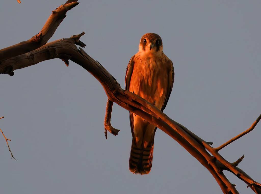 Australian Hobby (Falco longipennis), Owen Springs Reserve NT © Dorothy Latimer