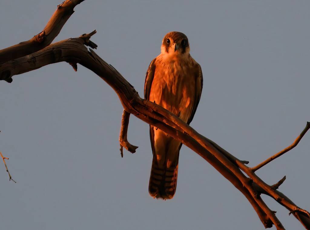 Australian Hobby (Falco longipennis), Owen Springs Reserve NT © Dorothy Latimer