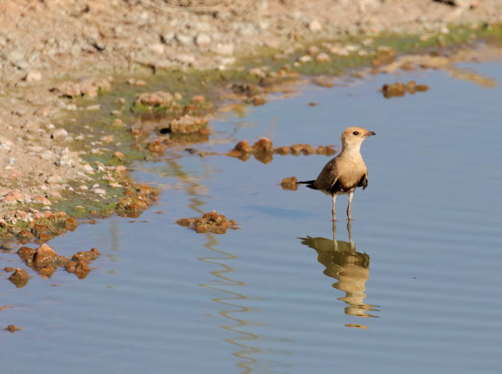 Juvenile Australian Pratincole (Stiltia isabella), Alice Springs Sewage Ponds, NT © Dorothy Latimer