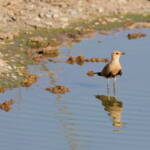 Juvenile Australian Pratincole (Stiltia isabella), Alice Springs Sewage Ponds, NT © Dorothy Latimer
