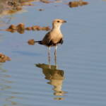 Juvenile Australian Pratincole (Stiltia isabella), Alice Springs Sewage Ponds, NT © Dorothy Latimer