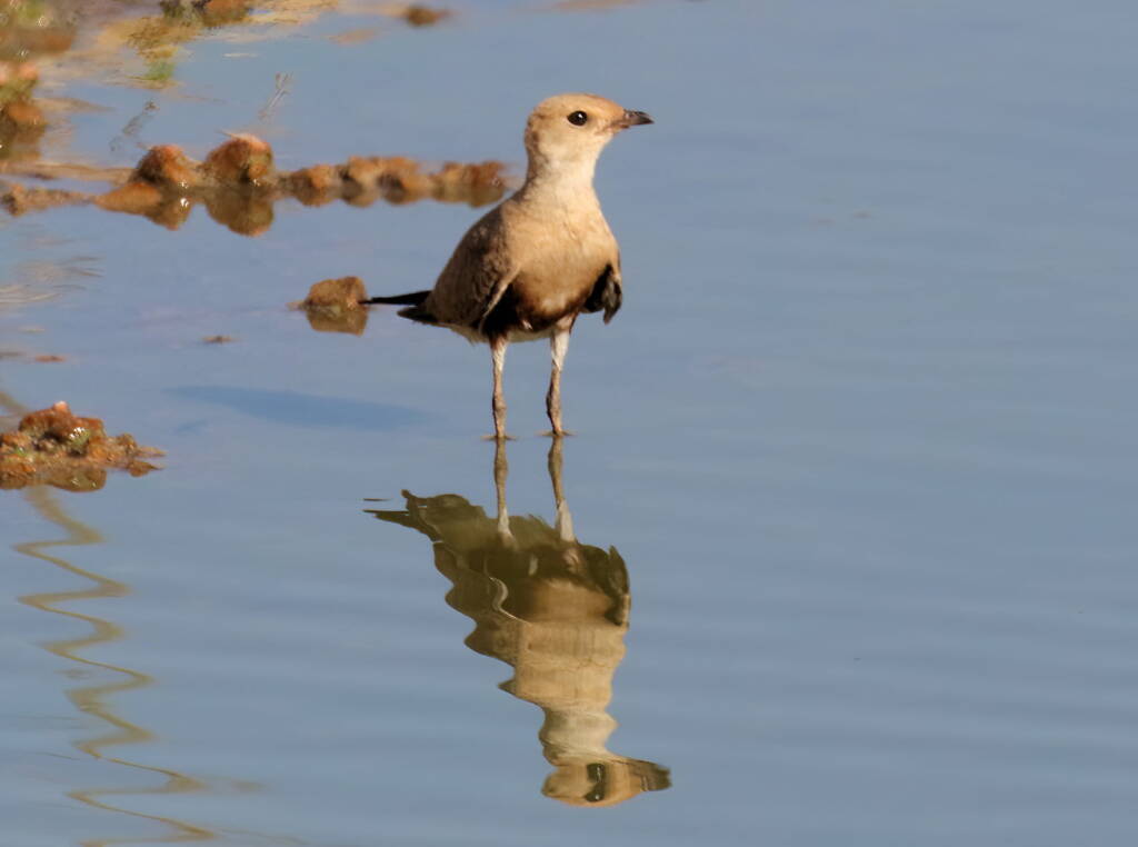 Juvenile Australian Pratincole (Stiltia isabella), Alice Springs Sewage Ponds, NT © Dorothy Latimer