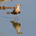 Juvenile Australian Pratincole (Stiltia isabella), Alice Springs Sewage Ponds, NT © Dorothy Latimer