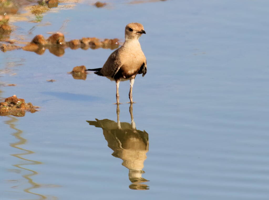 Juvenile Australian Pratincole (Stiltia isabella), Alice Springs Sewage Ponds, NT © Dorothy Latimer