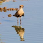 Juvenile Australian Pratincole (Stiltia isabella), Alice Springs Sewage Ponds, NT © Dorothy Latimer