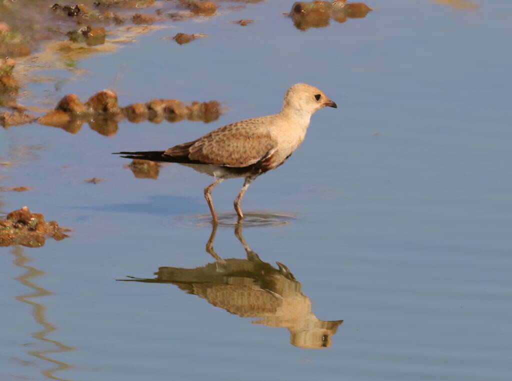 Juvenile Australian Pratincole (Stiltia isabella), Alice Springs Sewage Ponds, NT © Dorothy Latimer