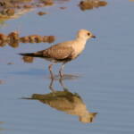 Juvenile Australian Pratincole (Stiltia isabella), Alice Springs Sewage Ponds, NT © Dorothy Latimer