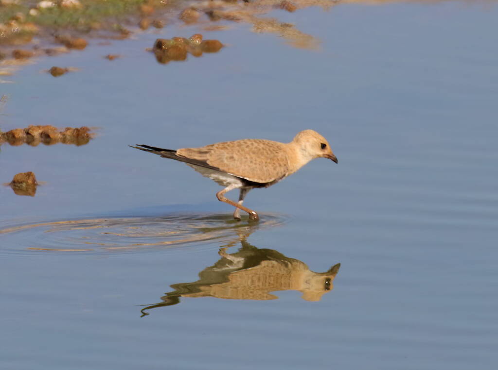 Juvenile Australian Pratincole (Stiltia isabella), Alice Springs Sewage Ponds, NT © Dorothy Latimer