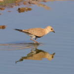 Juvenile Australian Pratincole (Stiltia isabella), Alice Springs Sewage Ponds, NT © Dorothy Latimer