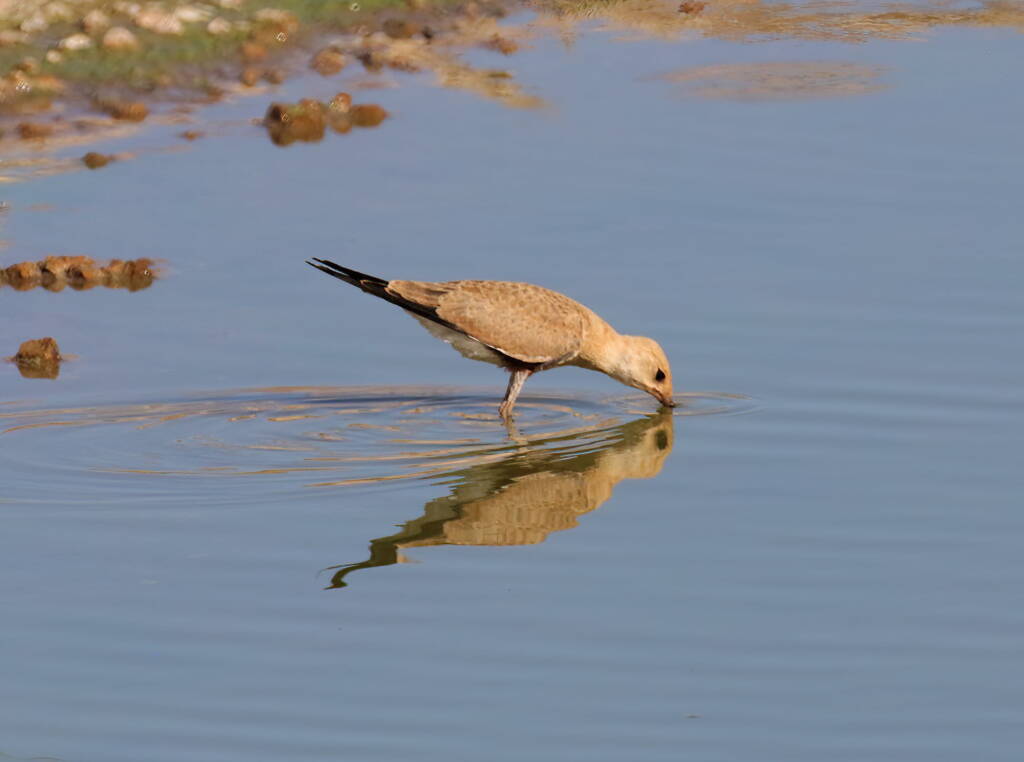 Juvenile Australian Pratincole (Stiltia isabella), Alice Springs Sewage Ponds, NT © Dorothy Latimer
