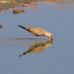 Juvenile Australian Pratincole (Stiltia isabella), Alice Springs Sewage Ponds, NT © Dorothy Latimer