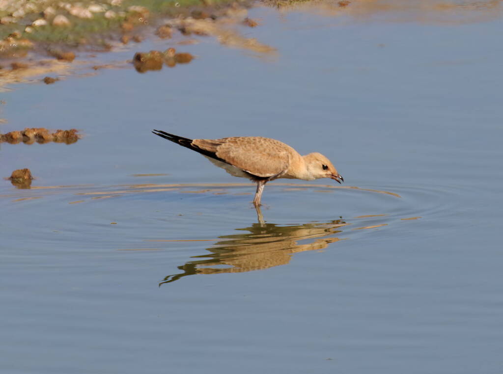 Juvenile Australian Pratincole (Stiltia isabella), Alice Springs Sewage Ponds, NT © Dorothy Latimer