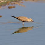Juvenile Australian Pratincole (Stiltia isabella), Alice Springs Sewage Ponds, NT © Dorothy Latimer
