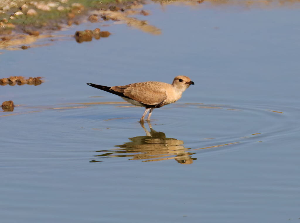Juvenile Australian Pratincole (Stiltia isabella), Alice Springs Sewage Ponds, NT © Dorothy Latimer