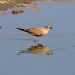 Juvenile Australian Pratincole (Stiltia isabella), Alice Springs Sewage Ponds, NT © Dorothy Latimer