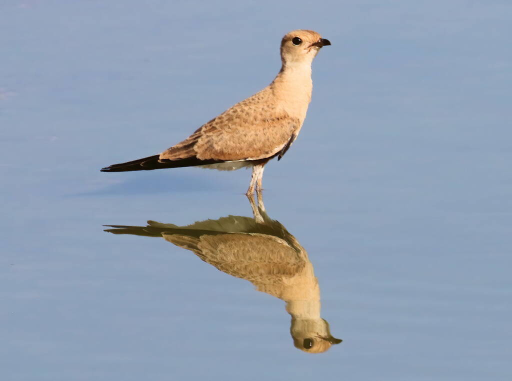 Juvenile Australian Pratincole (Stiltia isabella), Alice Springs Sewage Ponds, NT © Dorothy Latimer