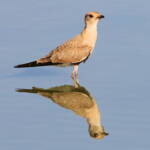 Juvenile Australian Pratincole (Stiltia isabella), Alice Springs Sewage Ponds, NT © Dorothy Latimer
