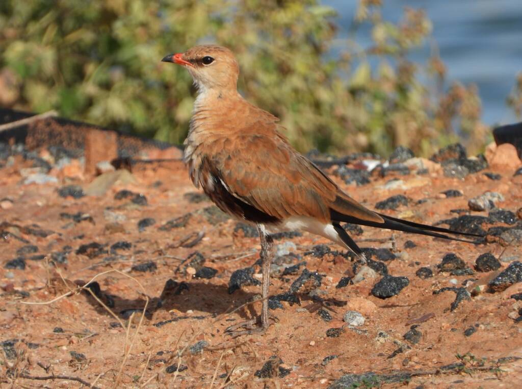 Australian Pratincole (Stiltia isabella), Alice Springs Sewage Ponds, NT © Dorothy Latimer