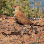 Australian Pratincole (Stiltia isabella), Alice Springs Sewage Ponds, NT © Dorothy Latimer
