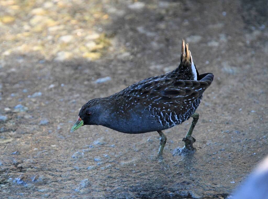 Australian Spotted Crake (Porzana fluminea), Alice Springs Sewage Ponds, NT © Dorothy Latimer