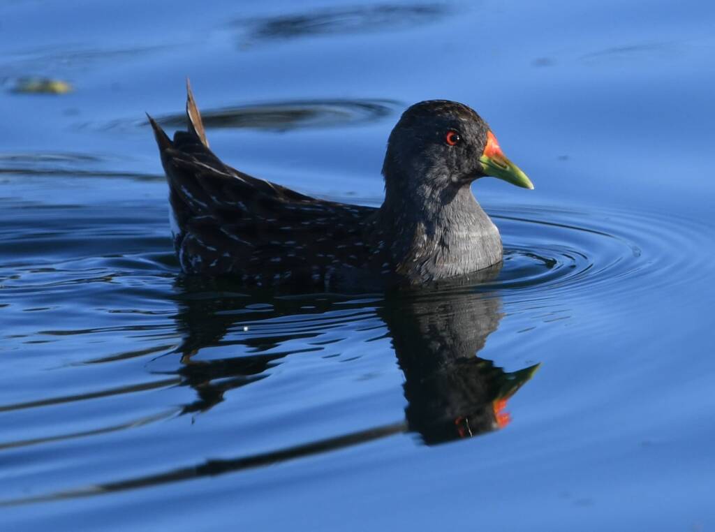 Australian Spotted Crake (Porzana fluminea), Alice Springs Sewage Ponds, NT © Dorothy Latimer