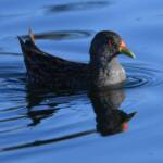 Australian Spotted Crake (Porzana fluminea), Alice Springs Sewage Ponds, NT © Dorothy Latimer
