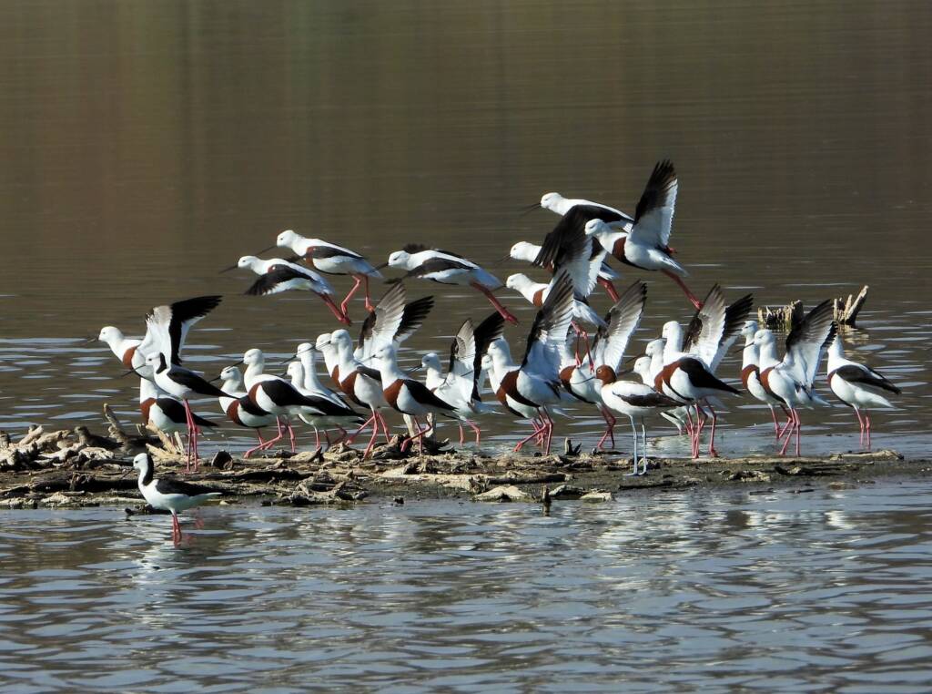 Banded Stilt (Cladorhynchus leucocephalus), Alice Springs Sewage Ponds, NT © Dorothy Latimer