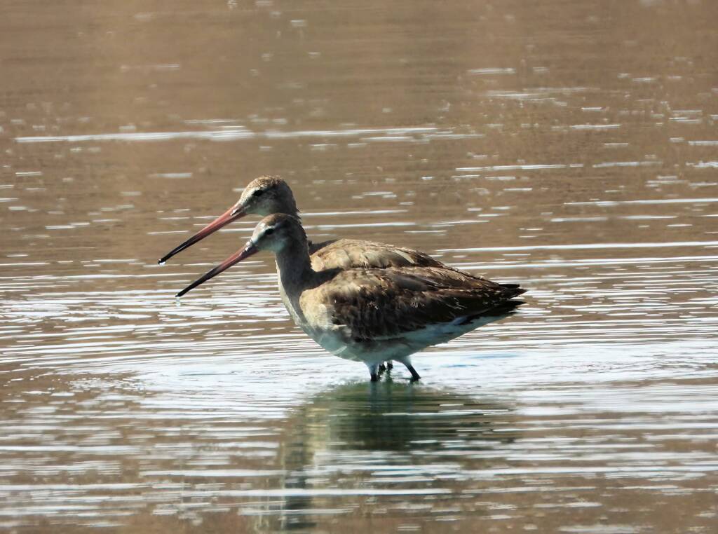 Bar-tailed Godwit (Limosa lapponica), Alice Springs Sewage Ponds © Dorothy Latimer