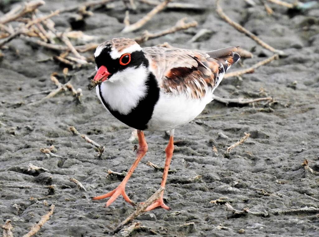 Black-fronted Dotterel (Elseyornis melanops), Alice Springs Sewage Ponds, NT © Dorothy Latimer