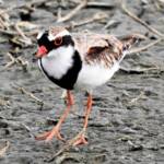 Black-fronted Dotterel (Elseyornis melanops), Alice Springs Sewage Ponds, NT © Dorothy Latimer