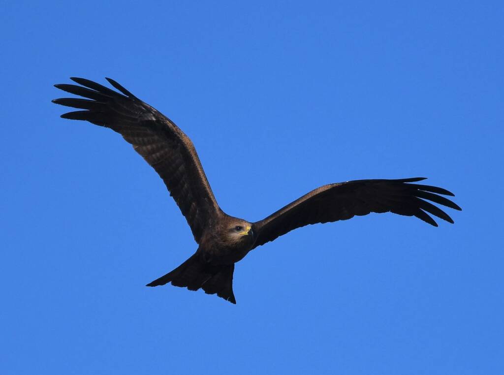 Black Kite (Milvus migrans), Alice Springs Sewage Ponds, NT © Dorothy Latimer