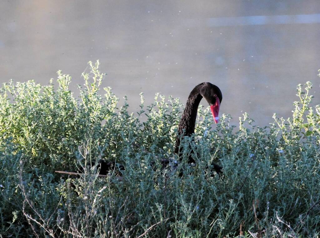 Black Swan (Cygnus atratus) nesting, Alice Springs Sewage Ponds