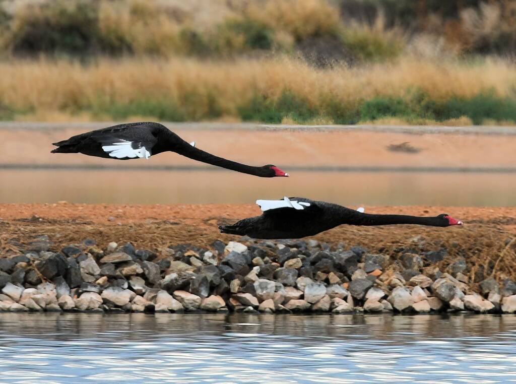 Black Swans (Cygnus atratus), Alice Springs Sewage Ponds