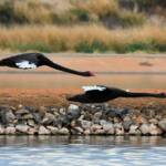 Black Swans (Cygnus atratus), Alice Springs Sewage Ponds
