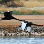 Black Swans (Cygnus atratus), Alice Springs Sewage Ponds