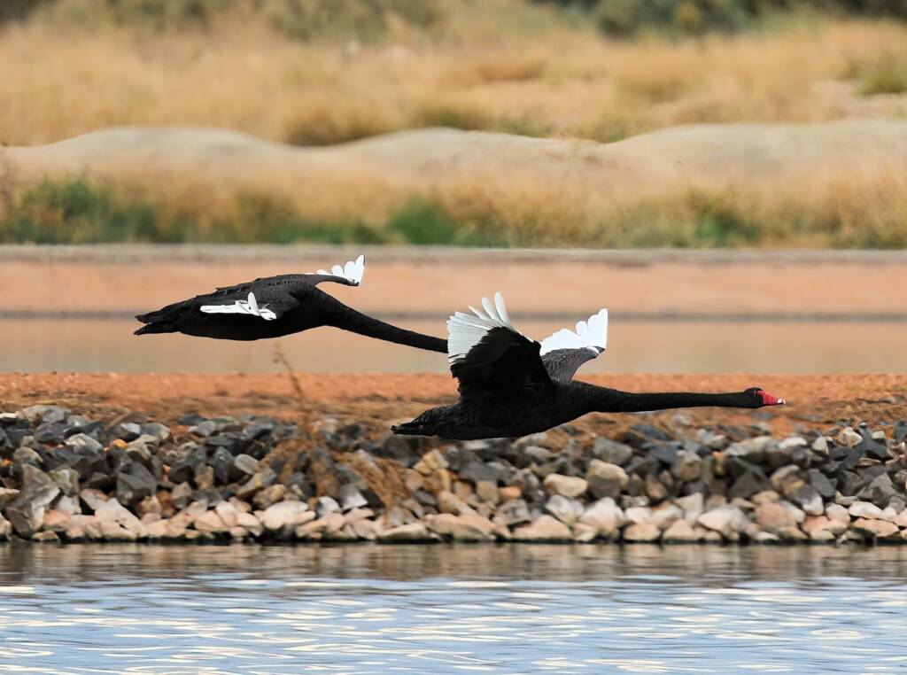 Black Swans (Cygnus atratus), Alice Springs Sewage Ponds
