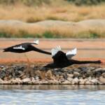 Black Swans (Cygnus atratus), Alice Springs Sewage Ponds
