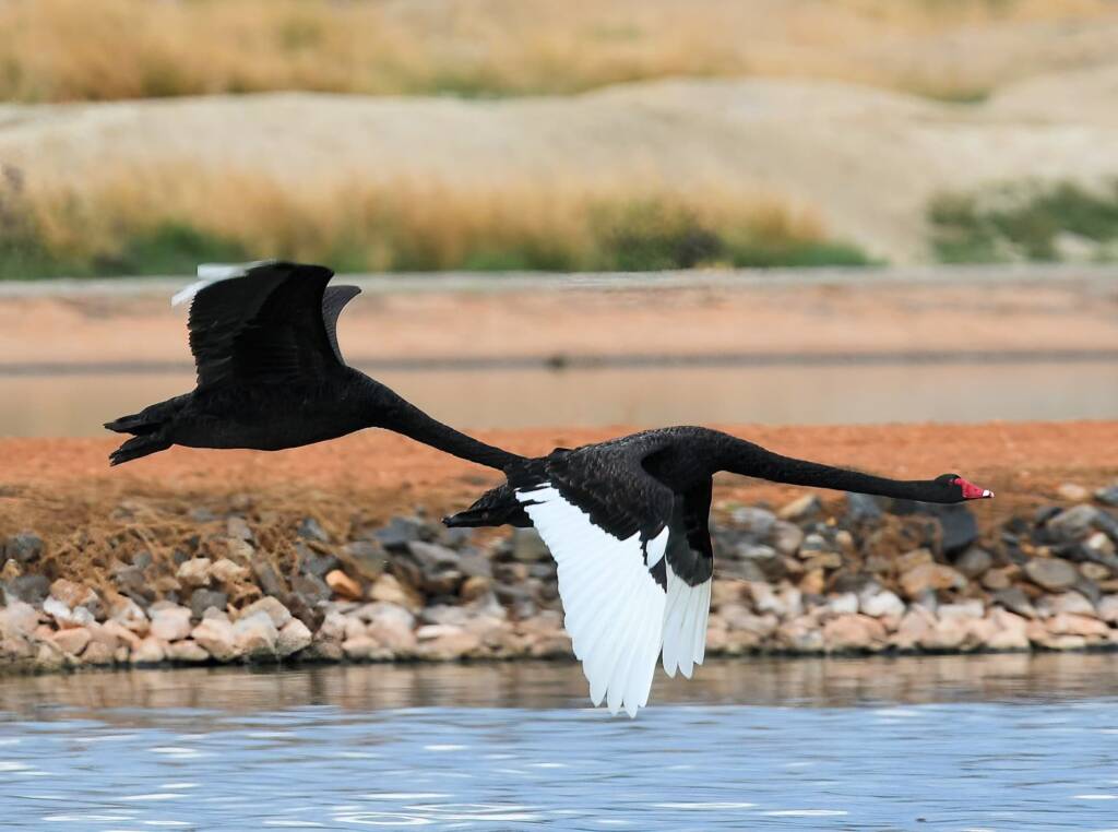 Black Swans (Cygnus atratus), Alice Springs Sewage Ponds